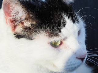 Close up of White Cat with Black Markings