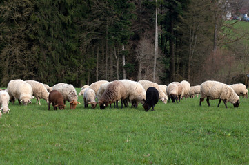 Schafe im Sommer auf der Wiese	