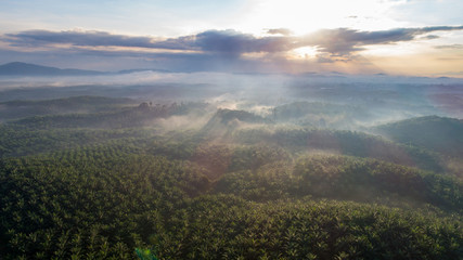 A palm tree plantation from the sky at Pahang, Malaysia. Drone view of a sunrise above the palm...