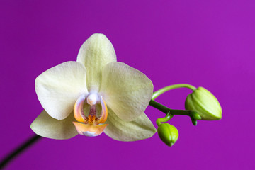 Yellow orchid flower blooms on a purple background