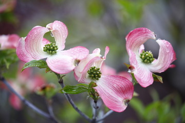 Fototapeta premium Spring Flowers Blossom