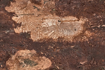 texture of tree bark decorated with patterns left over from the bark beetles