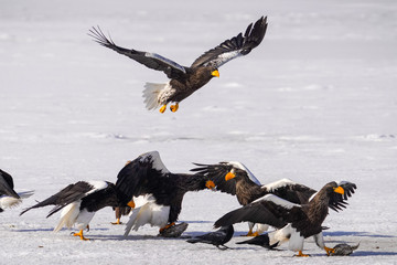 オオワシとオジロワシ
