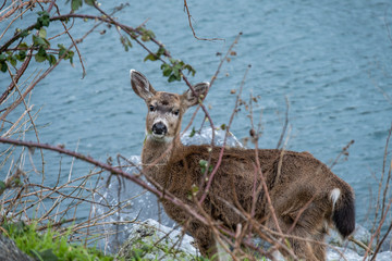 an adorable young deer staring at you behind bushes on the coast