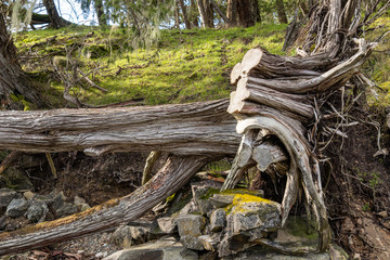 a big cut tree trunk and some dried drift wood laying around the moss-covered shoreline on a sunny day