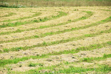 Rows of Mown Hay