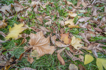 Dull green grass with  leaves