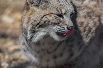 Bobcat (Lynx rufus) profile closeup cute with tongue licking nose