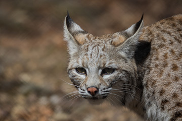 Naklejka na ściany i meble Bobcat (Lynx rufus) hunting in the woods early spring
