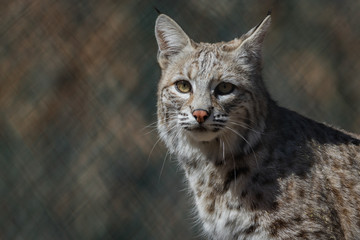 Naklejka na ściany i meble Bobcat (Lynx rufus) profile portrait