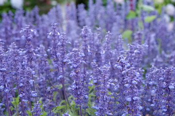 Obraz premium purple vanander (ish) flowers