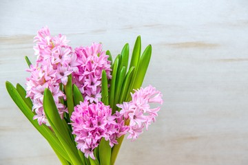 Fresh hyacinths background , to give a bouquet of flowers 