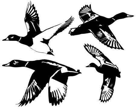 Mallard Ducks In Flight Vector Illustration Image