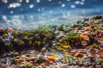 Fototapeta na wymiar Beach top view with shells and seaweed
