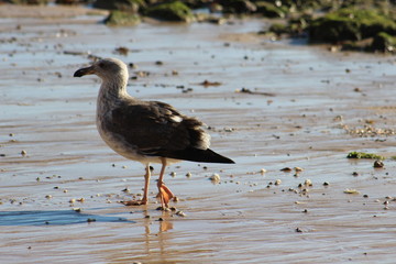 Gaviotas volando en el atardecer en el mar San Carlos sonora