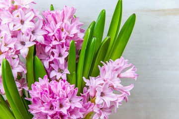 Fresh hyacinths background , to give a bouquet of flowers 