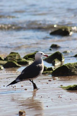 Fototapeta premium Gaviotas volando en el atardecer en el mar San Carlos sonora