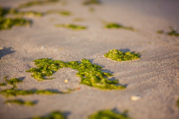 green seaweed on a beach and sea