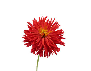 red blooming zinnia bud isolated on white background