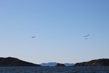 Gaviotas volando en el atardecer en el mar San Carlos sonora