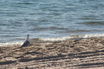 Gaviotas volando en el atardecer en el mar San Carlos sonora