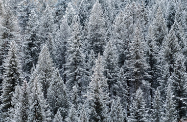 Aerial view of snow covered pine trees at the Aspen Snowmass ski resort in the Rocky Mountains of Colorado. 