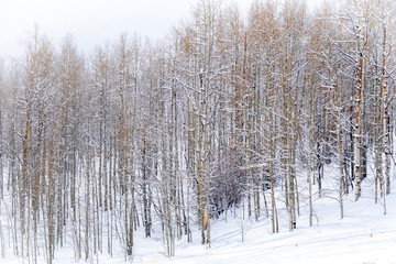 Snow covered aspen trees line the ski slopes of the Aspen Snowmass ski resort, in the Rocky...