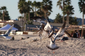 Gaviotas volando en el atardecer en el mar San Carlos sonora