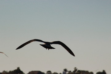 Gaviotas volando en el atardecer en el mar San Carlos sonora