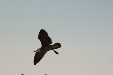 Gaviotas volando en el atardecer en el mar San Carlos sonora