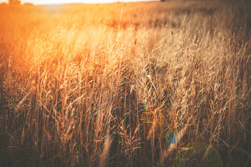 Makara beach natural scenes in Wellington, New Zealand