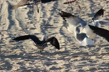 Gaviotas volando en el atardecer en el mar San Carlos sonora