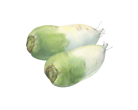 Ripe whole of green and white color daikon radish (also called an white carrot, winter radish). Hand drawn botanical watercolor painting illustration isolated on white background.