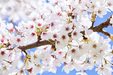 Branches of blossoming cherry against background of blue sky. Spring background