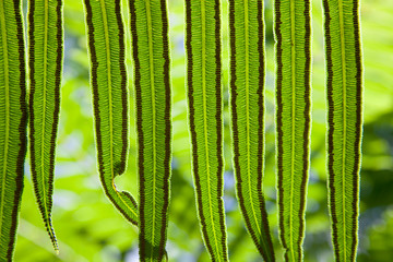 fern with spores on underside