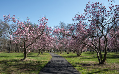 Magnificent Ann Magnolia trees in full bloom with lush, deep magenta and pink petals lining a...