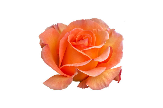 Orange rose flower isolated on white background