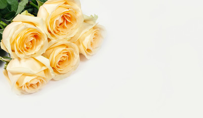 Hybrid tea roses on a white background