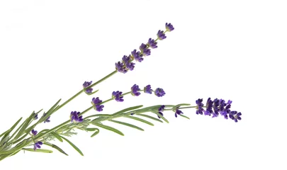 Fototapeten Lavender flowers in closeup. Bunch of lavender flowers isolated over white background. Awesome top view with purple lavender flowers close-up isolated on white background. © Kotkoa