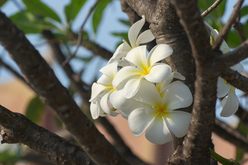 White plumeria flowers with branches, inflorescences, leaves showing beauty and fresh fragrance in the morning.