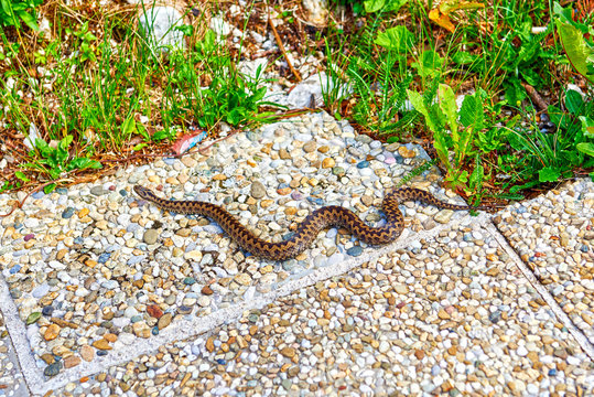 Vipera berus, also known as Marlies, Prags, Bardas