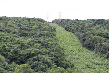 view of the forest