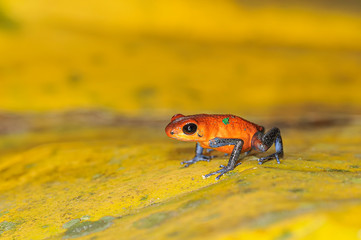 Strawberry Poison Frog Oophaga pumilio Costa Rica