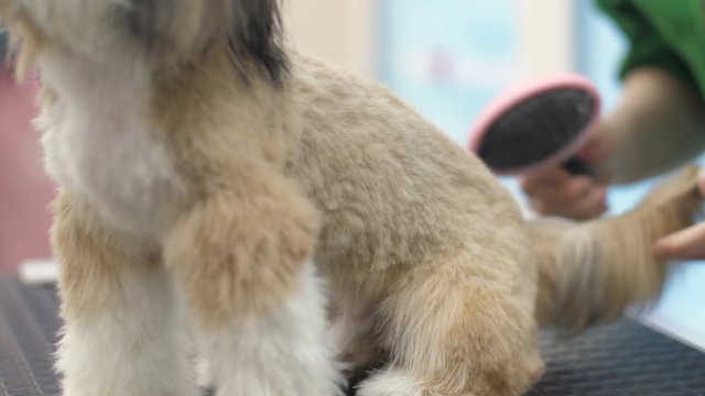 qualified worker combes puppy fur during drying after washing and preparing dog for important event close view. Concept pet lifestyle
