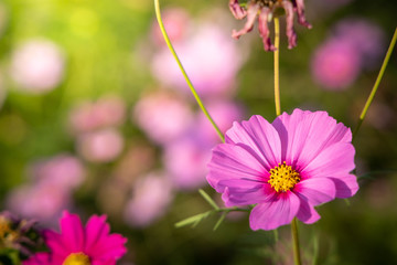 Obraz premium Beautiful Cosmos flowers in garden. Nature background.