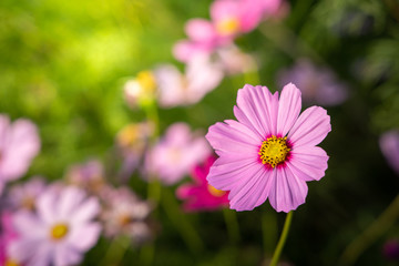 Fototapeta premium Beautiful Cosmos flowers in garden. Nature background.