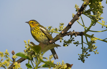 Cape May Warbler