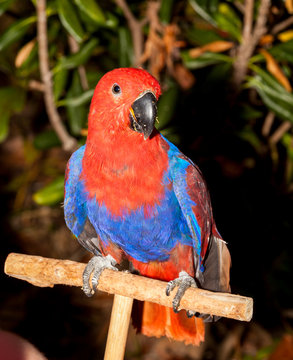 electus parrot