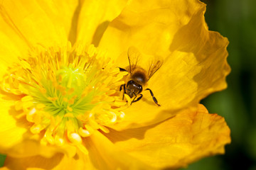 poppies