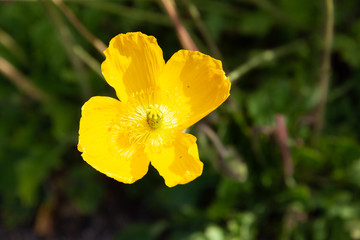 Obraz premium poppies